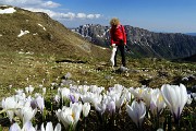 89 Festa di crocus